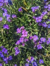 Violet flower Ã¢â¬â Hesperis matronalis Dame`s Rocket: Minnesota Wildflowers Royalty Free Stock Photo