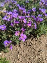 Violet flower Ã¢â¬â Hesperis matronalis Dame`s Rocket: Minnesota Wildflowers Royalty Free Stock Photo