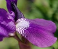 Violet flower iris Royalty Free Stock Photo