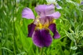 Violet flower iris close-up Violet flower close-up Royalty Free Stock Photo
