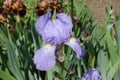 1 violet flower of Iris germanica in May Royalty Free Stock Photo