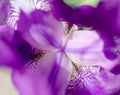 Violet flower iris Royalty Free Stock Photo