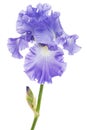 Violet flower of iris, isolated on white background Royalty Free Stock Photo