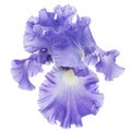 Violet flower of iris, isolated on white background Royalty Free Stock Photo