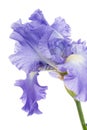 Violet flower of iris, isolated on white background Royalty Free Stock Photo