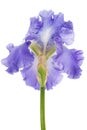 Violet flower of iris, isolated on white background Royalty Free Stock Photo