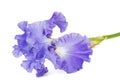 Violet flower of iris, isolated on white background Royalty Free Stock Photo