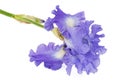 Violet flower of iris, isolated on white background Royalty Free Stock Photo