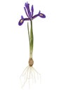 Violet flower of iris, lat. iris reticulata, with bulb and roots, isolated on white background Royalty Free Stock Photo