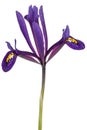 Violet flower of iris, lat. iris reticulata, isolated on white background Royalty Free Stock Photo