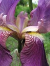 Violet flower , Iris Royalty Free Stock Photo