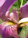 Violet flower , Iris Royalty Free Stock Photo