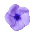 Violet flower on isolated white background with clipping path. Closeup. Beautiful purple flower Violets for design.