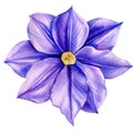Violet flower isolated white background. Watercolor illustrations purple blooming clematis. Royalty Free Stock Photo