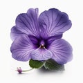Soothing Shades: The Alluring Violet Flower