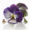 Soothing Shades: The Alluring Violet Flower