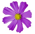 Violet flower kosmeya, white isolated background with clipping path. Closeup. no shadows. yellow mid.