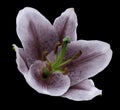 Violet flower lily on the black isolated background with clipping path. Closeup. no shadows. For design Royalty Free Stock Photo