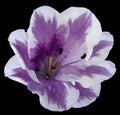 Violet flower lily on the black isolated background with clipping path no shadows. Closeup. Royalty Free Stock Photo