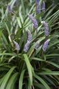 Liriope muscari in bloom