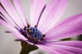 Violet flower, macro close up detail, outdoor gaeden