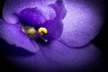 Violet flower macro closeup. Creative photo of violet flower with vignette. Texture of violet flower