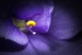 Violet flower macro closeup. Creative photo of violet flower with vignette.