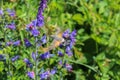 Violet flower with macroglossum in fly, macro photo Royalty Free Stock Photo