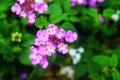 Violet Flower Make Perect
