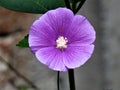 Violet flower that means lucid thought and peace of mind