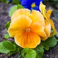 Violet flower. Pansies. flower Pansy. Colorful pansies. Orange p