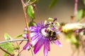 Violet flower of passionflower . Passiflora macro with bee. Blurry Royalty Free Stock Photo