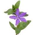 Violet flower of periwinkle, lat. Vinca, isolated on white background Royalty Free Stock Photo