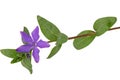 Violet flower of periwinkle, lat. Vinca, isolated on white background Royalty Free Stock Photo