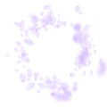 Violet flower petals falling down. Fancy romantic