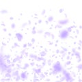 Violet flower petals falling down. Pretty romantic