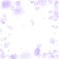 Violet flower petals falling down. Vibrant romantic flowers vignette. Flying petal on white square b