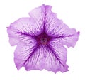 Violet flower of petunia isolated on white background Royalty Free Stock Photo