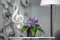 Violet flower in a pot in the interior of the scene of a music event, background