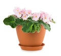 Violet flower pot Royalty Free Stock Photo