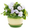 Violet flower pot Royalty Free Stock Photo