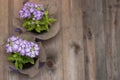 Violet flower Pot with Purple Little Flowers over Rustci wooden Background Flat Lay copy Space Royalty Free Stock Photo