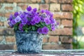 Violet flower pot on table on brick wall background in garden Royalty Free Stock Photo