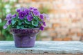 Violet flower pot on table on brick wall background in garden Royalty Free Stock Photo