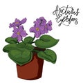 Violet flower in a pot