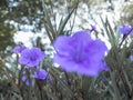 Violet flower,purple flowers in wild nature