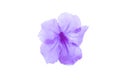 Violet flower,Ruellia squarrosa on a white background,Hygrophila erecta,Watrakanu,Iron root,Feverroot,Trai-no,Toi ting,Biennial