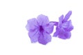 Violet flower,Ruellia squarrosa on a white background,Hygrophila erecta,Watrakanu,Iron root,Feverroot,Trai-no,Toi ting,Biennial