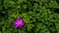 Violet flower of Spanish Shawl or Trailing Glory Flower Heteroc