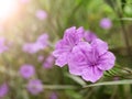 Violet flower spring time with sunlight Royalty Free Stock Photo